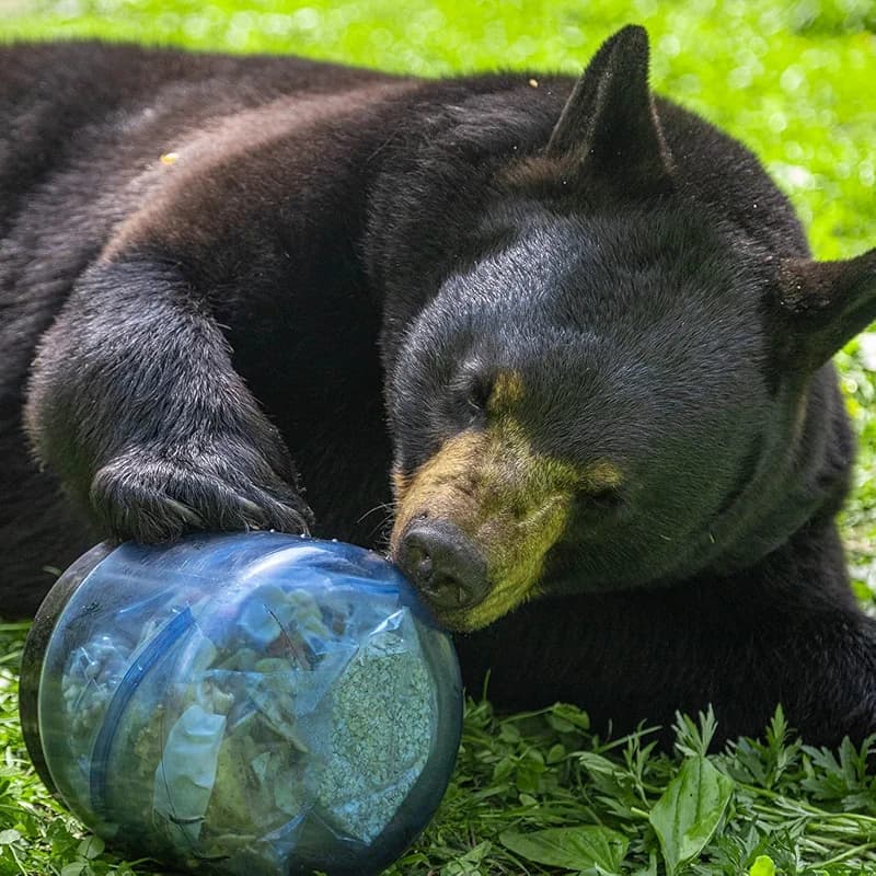 BearVault Bear Canister for Backpacking. 4 Sizes: BV500 — image 8